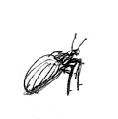 Bug